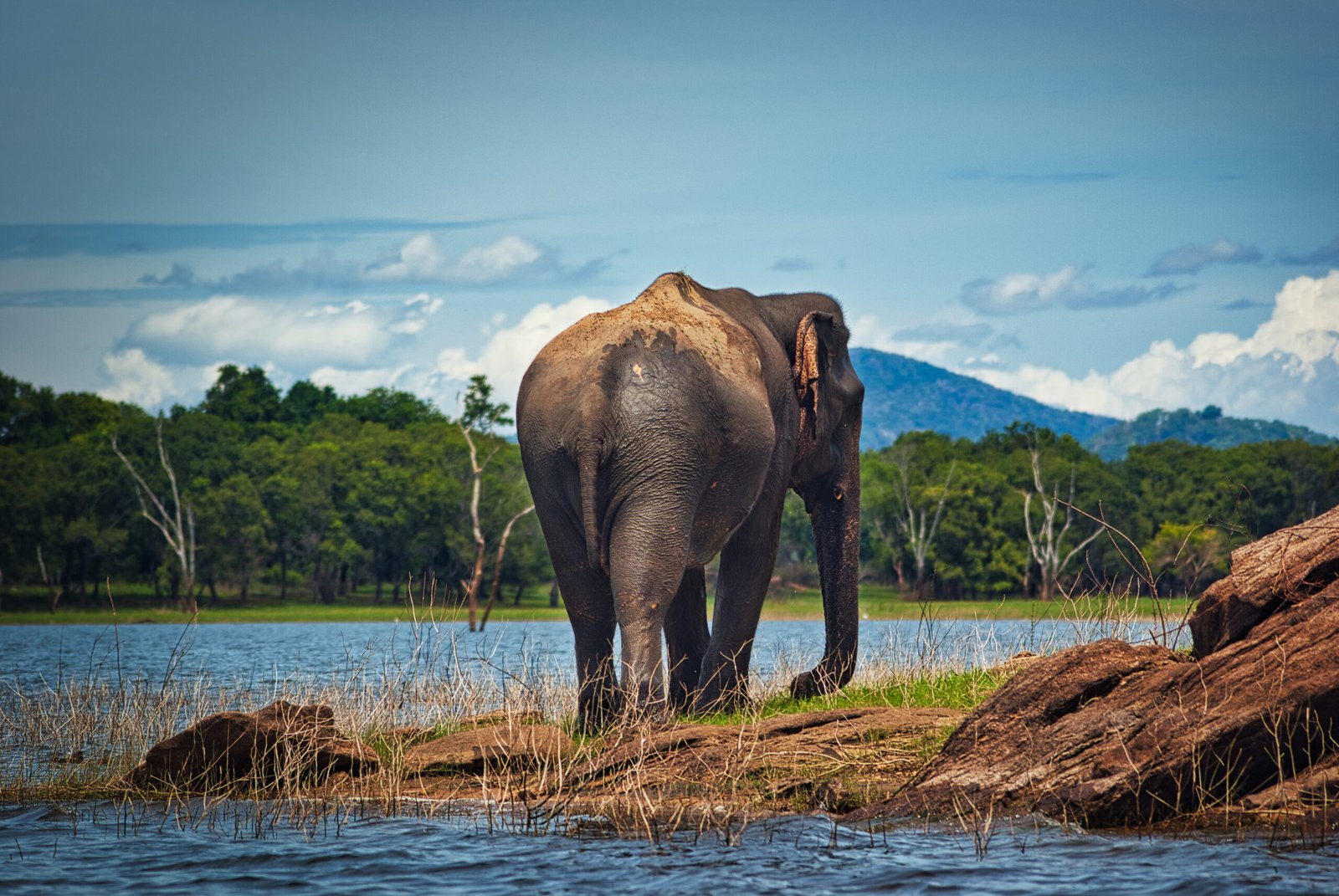 An Asian elephant on the bay of a lake in Sri Lanka
